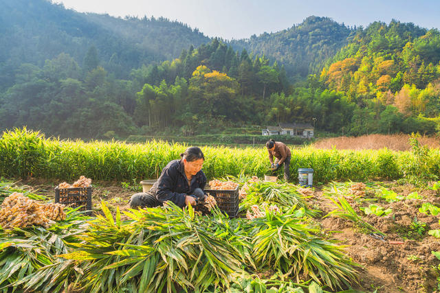 村民们在田间地头忙着采收生姜  因地制宜种植生姜等特色经济作物  当地重要的农业产业