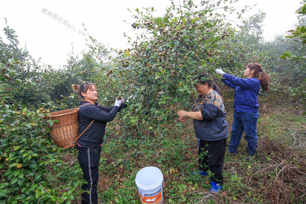 湖南，湘西，农民，采摘，油茶，产业，市场，闲置，山地，资源