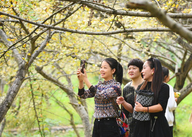 嘉禾：林场银杏黄  美景引客来