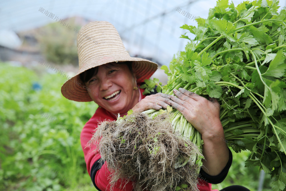 湖南桂东 蔬菜 摘 劳力 志愿者