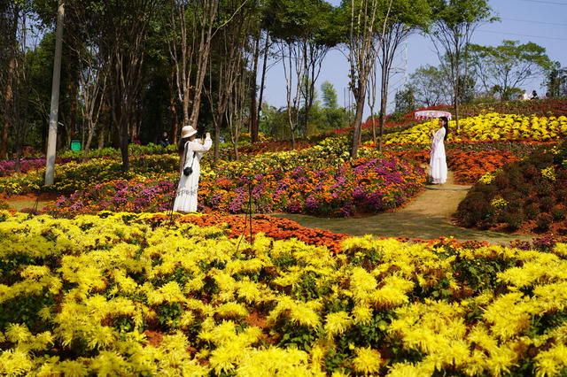 邵东赏花（图）