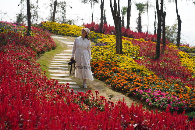 邵东赏花（图）