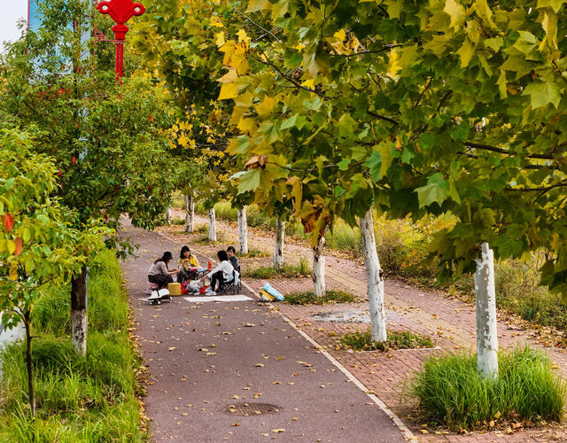 梧桐  叶黄  金秋  风景  旅游  自然