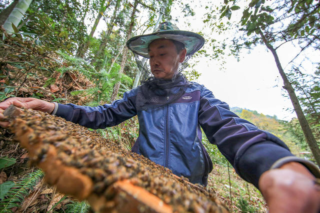 湖南，龙山，特种养殖，中蜂，增收