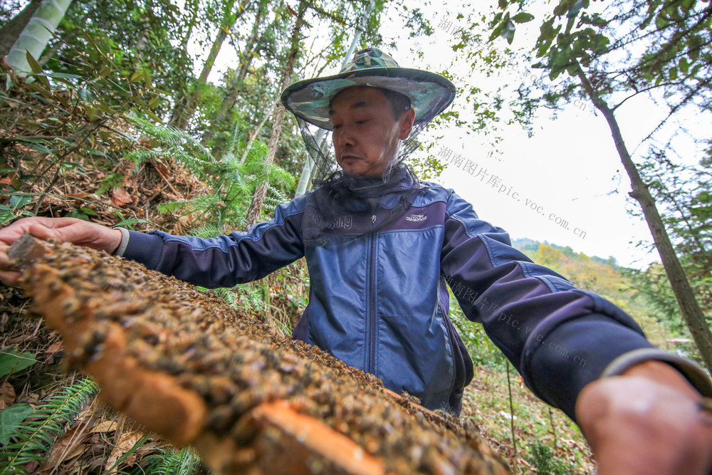 湖南，龙山，特种养殖，中蜂，增收