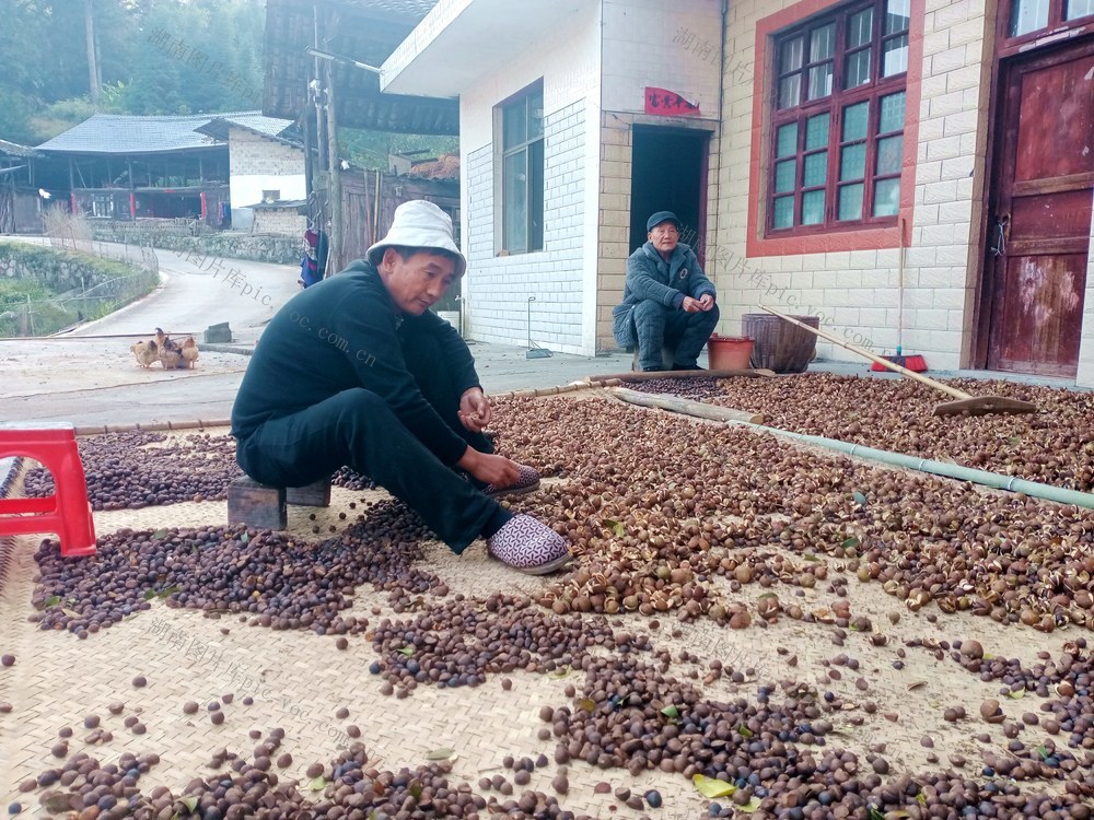 油茶 种植 致富