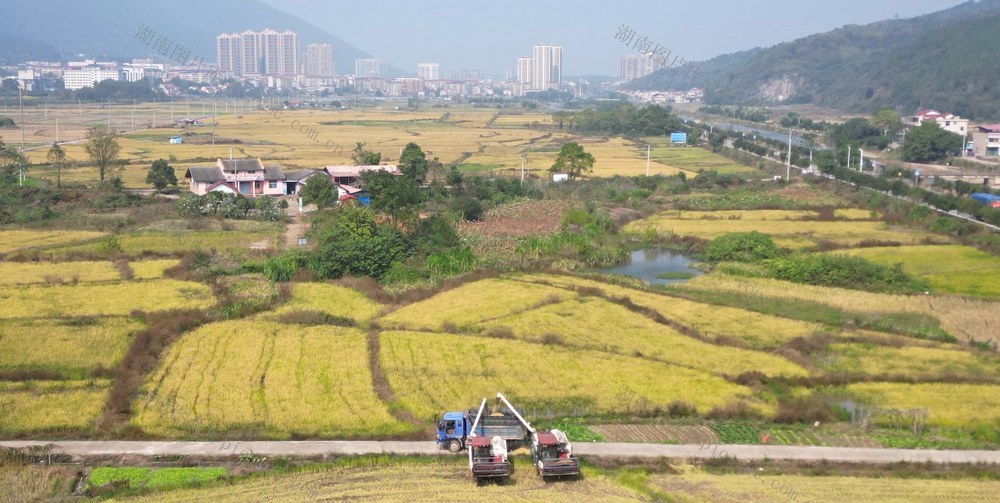 丰收景象