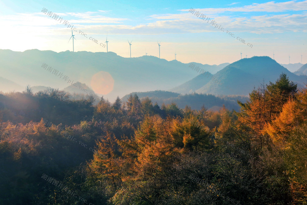 湖南，湘西，秋色，落叶松，景色
