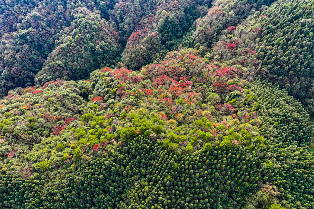 秋 秋景 层林 斑斓 色彩