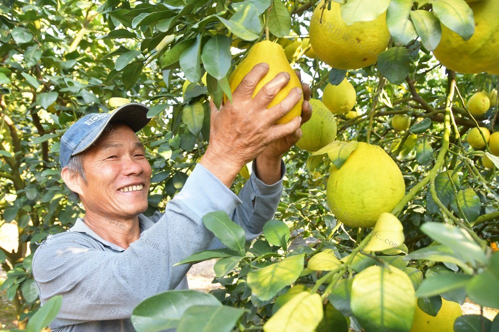 香柚压枝弯 果农笑颜开