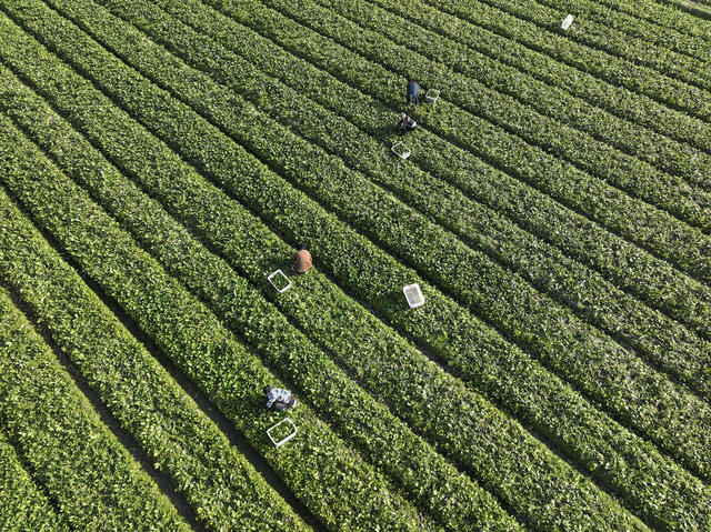 立冬  农事 农业生产  冬种  冬耕 冬收