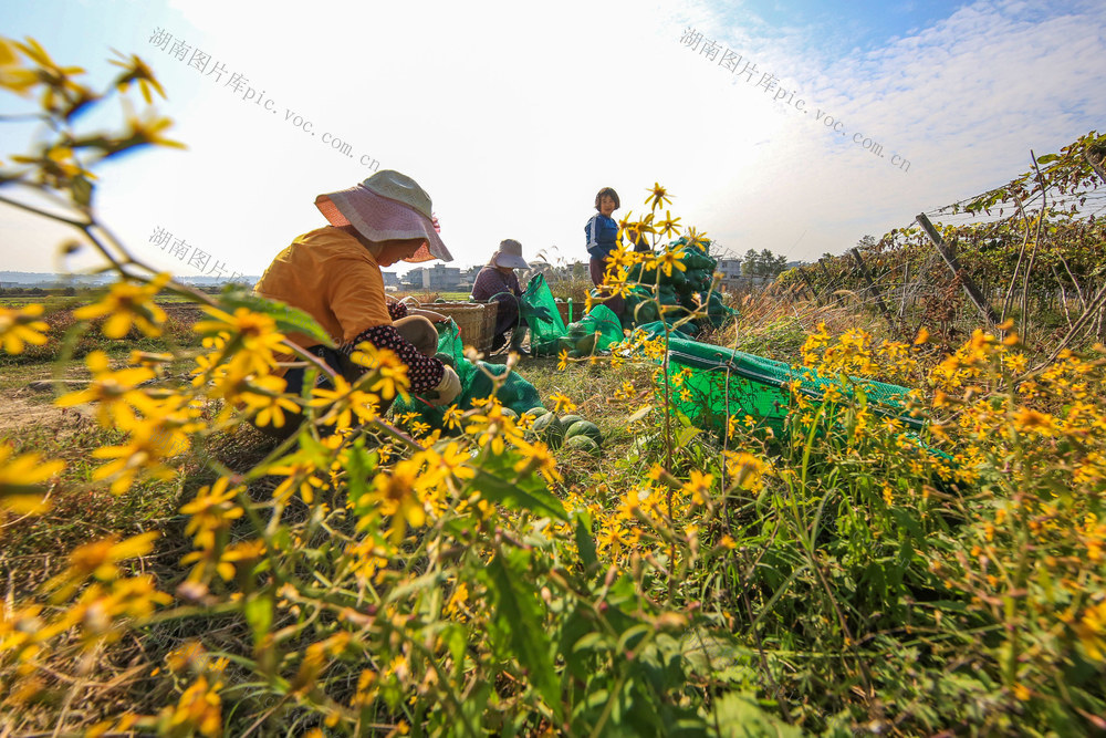 湖南，龙山，节气，立冬，农事，采收，瓜蒌，草莓，覆膜，忙碌