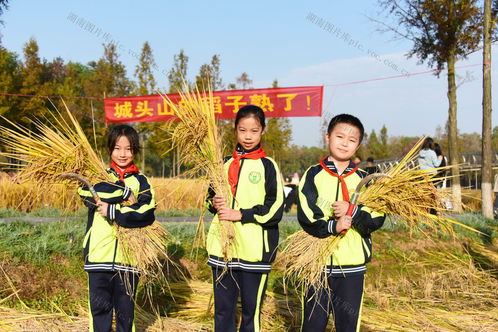 国家考古遗址公园  农耕文化 水稻收割  机关干部  小学师生  传统方式  节约意识

