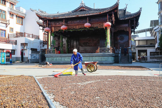 油茶  晾晒  丰收  采收
