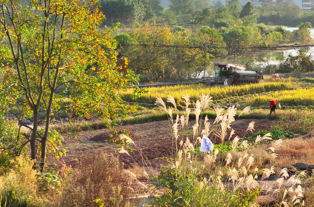晚稻 收割 立冬