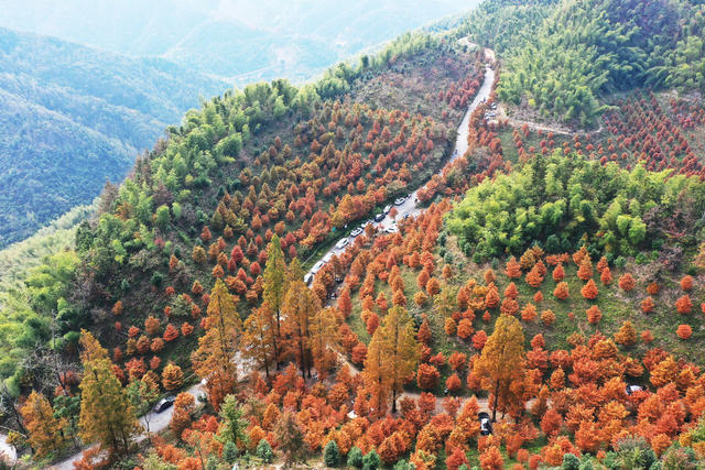 水杉 帽子坡 红叶 美景