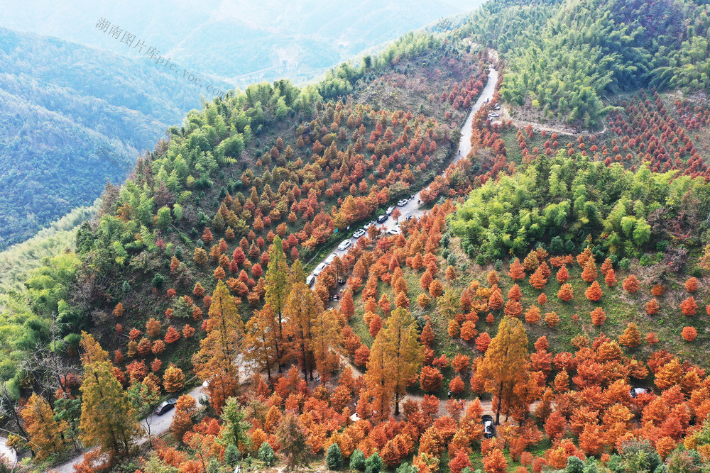 水杉 帽子坡 红叶 美景