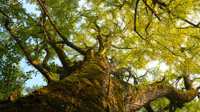 旅游 福严寺 南岳衡山 古寺 秋景