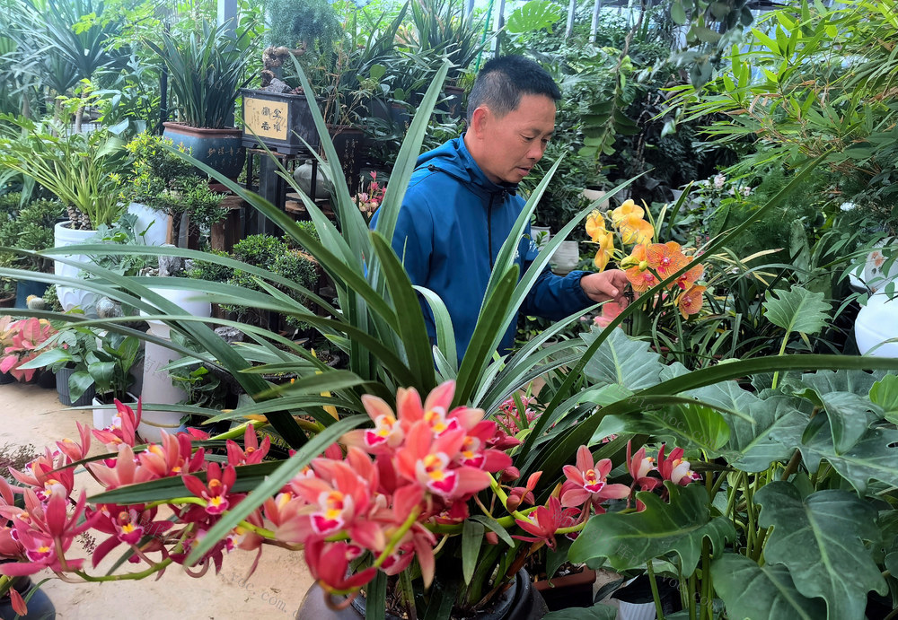 初冬 花卉 市民 销购  美好 环境