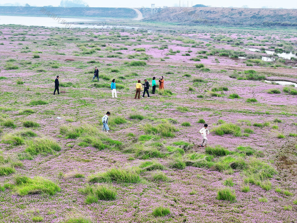 生态环境  湿地风光  秋冬交替  红蓼花  游客  打卡