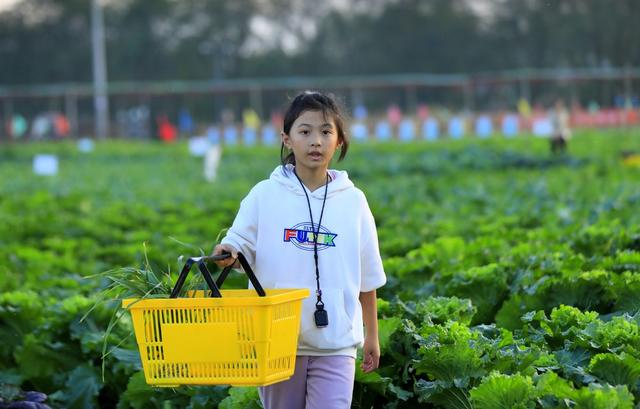 湖南  常宁  乡村  共享菜园