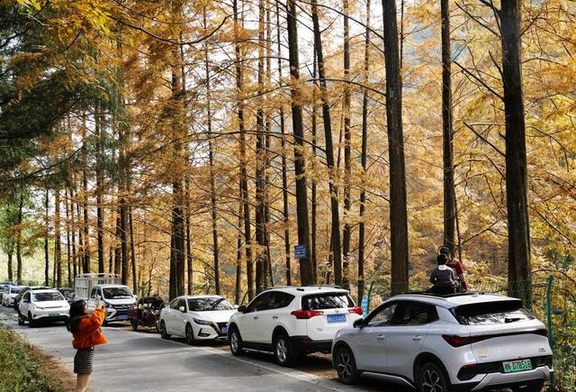 凤凰 山水长潭染秋色  水杉红透 五彩斑斓 
 景美如画