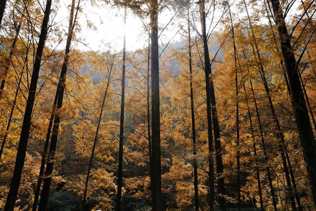 凤凰 山水长潭染秋色  水杉红透 五彩斑斓 
 景美如画