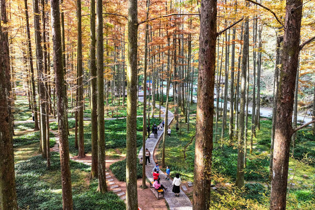 水杉 色彩 国家森林公园 游客 游玩 旅游