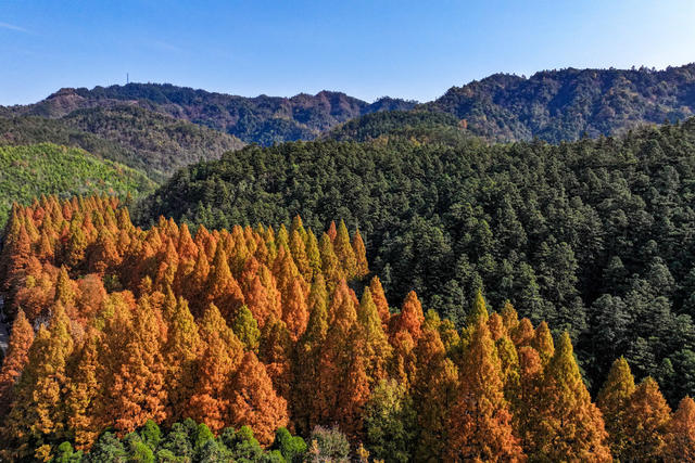 水杉 色彩 国家森林公园 游客 游玩 旅游