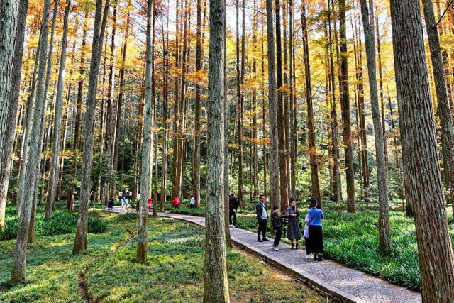 水杉 色彩 国家森林公园 游客 游玩 旅游
