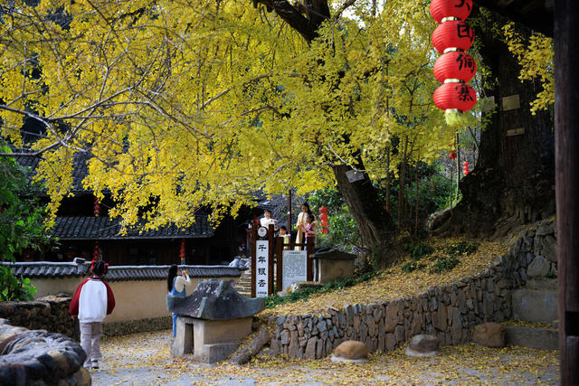 初冬 时节  邵阳市 数棵千年银杏，满身金黄 秀美如画， 古寨相映成趣  