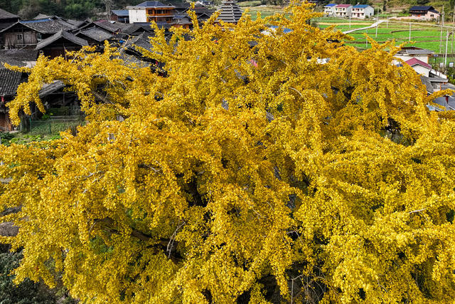 银杏 千年银杏 树叶 游客 游玩
