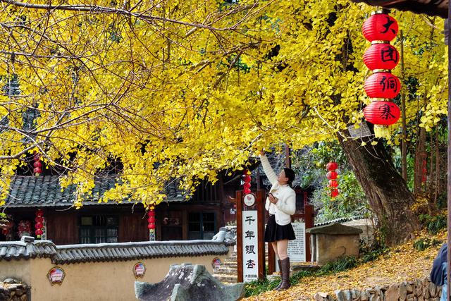 银杏 千年银杏 树叶 游客 游玩