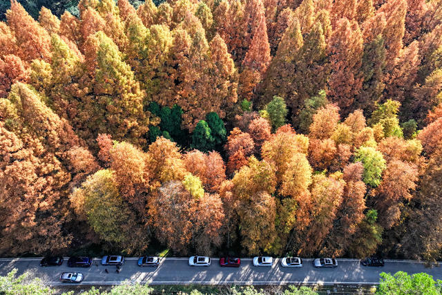 公路 水杉 旅游 交通 色彩