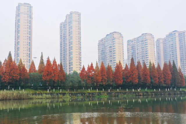 郴州：水杉红 成美景