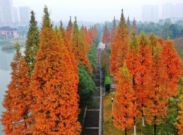 郴州：水杉红 成美景