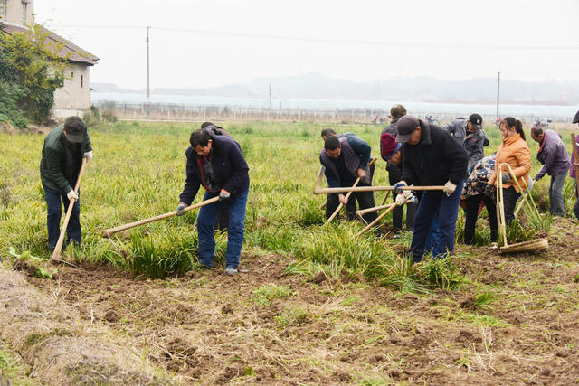 农业  中药材种植  石菖蒲  经济合作社  山区  集体经济  个人收入