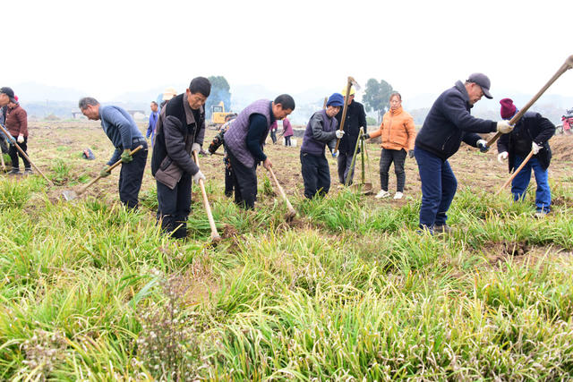 农业  中药材种植  石菖蒲  经济合作社  山区  集体经济  个人收入