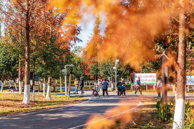 湿地公园  冬景如画