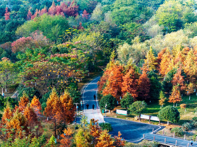 湿地公园  冬景如画