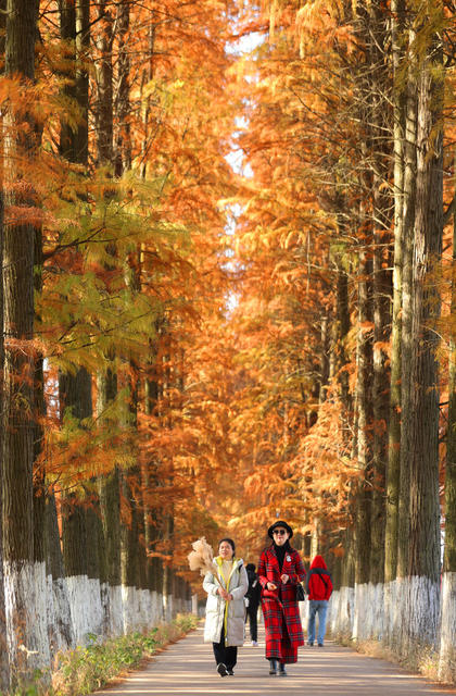 水杉 染金 色彩 美景