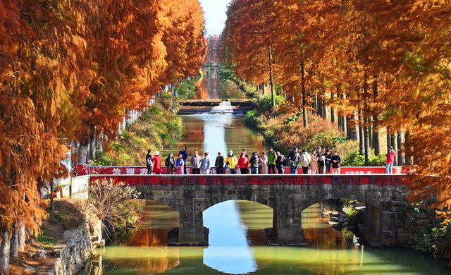 水杉 染金 色彩 美景