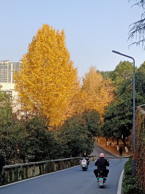 2024 冬天 吉首 杏叶似金