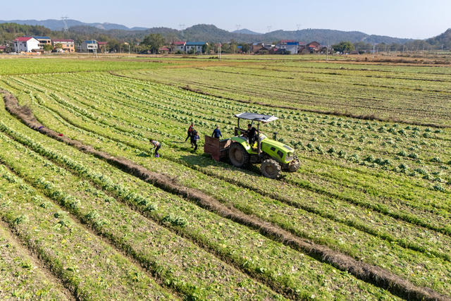 农业 采收蔬菜 农闲田变增收田 稻蔬轮作
