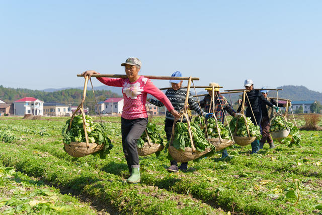 农业 采收蔬菜 农闲田变增收田 稻蔬轮作
