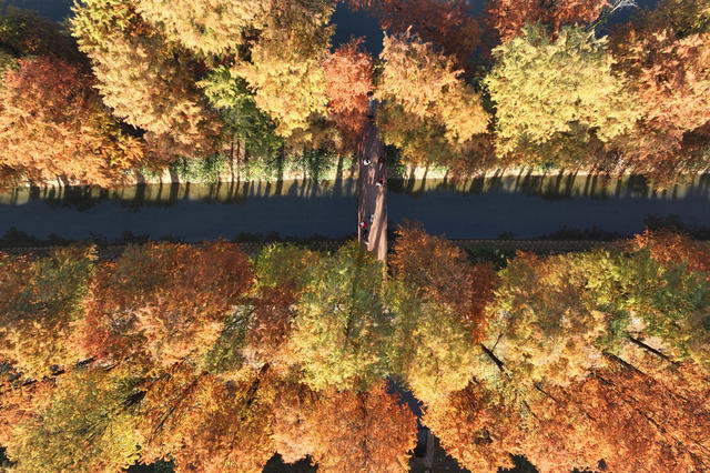 水杉 冬日 暖阳