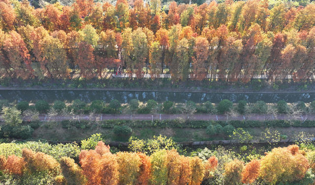 水杉 冬日 暖阳