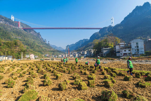 矮寨镇矮寨社区工人们在河岸种草皮  建设宜业宜居宜人宜游的园林式家园
