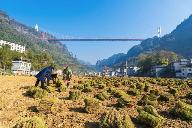 矮寨镇矮寨社区工人们在河岸种草皮  建设宜业宜居宜人宜游的园林式家园