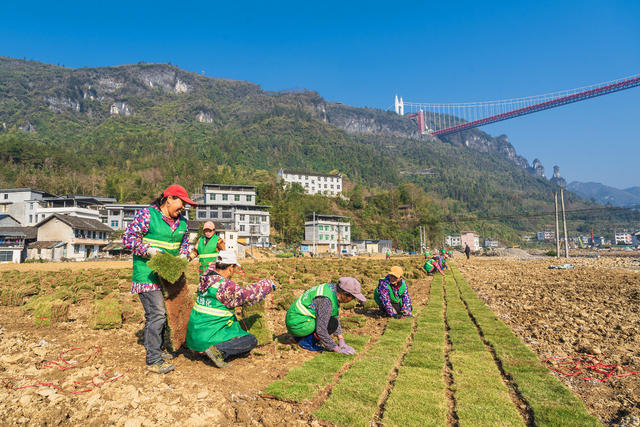 矮寨镇矮寨社区工人们在河岸种草皮  建设宜业宜居宜人宜游的园林式家园